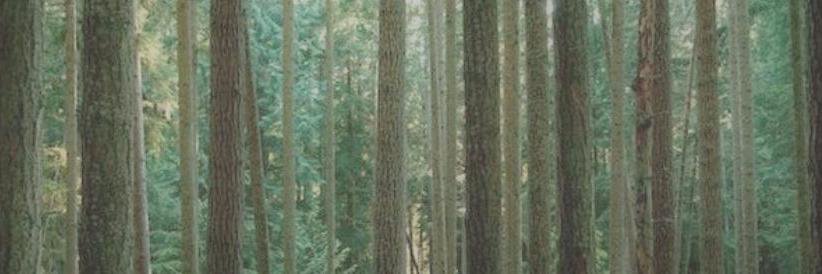 ℌ𝔢𝔡𝔞 𝔏𝔢𝔵𝔞 banner