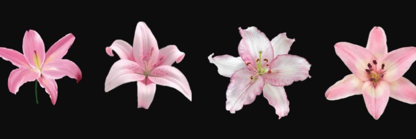 slowlyroses's profile banner image