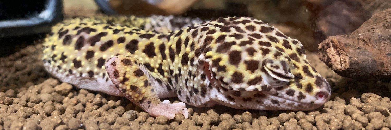 ろぼ🦎🐸5/3テレコムセンター banner