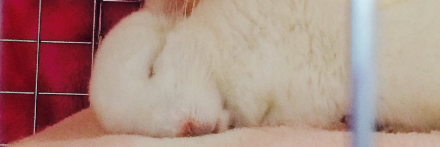 0chibimaru0's profile banner image