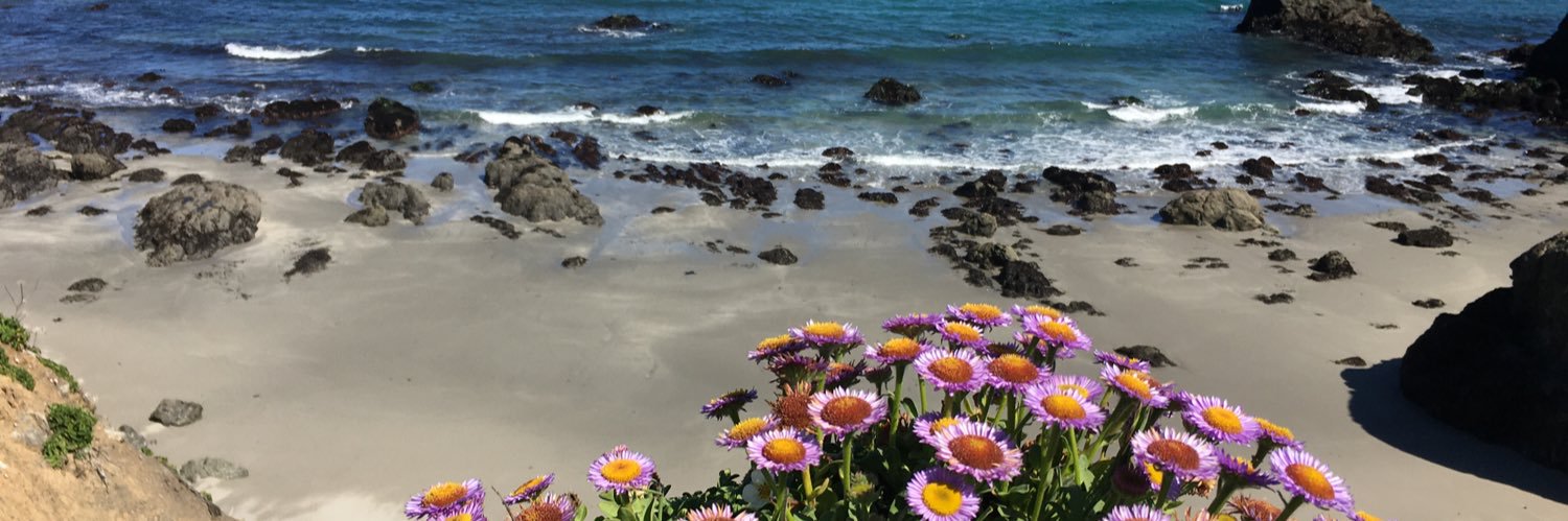 brassflower_'s profile banner image