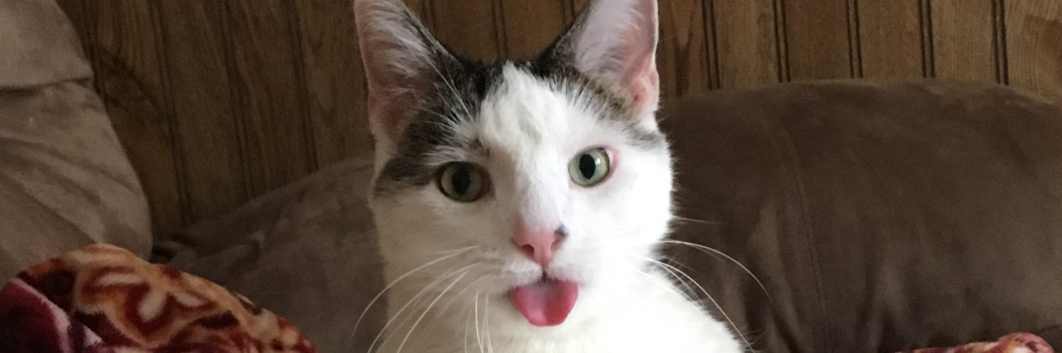 catmaster_'s profile banner image