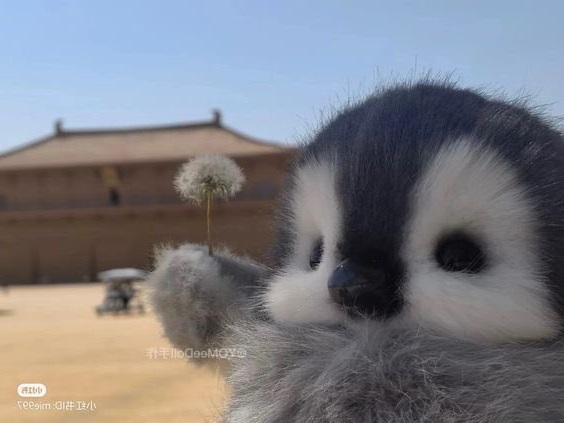 57harrierstrikes banner