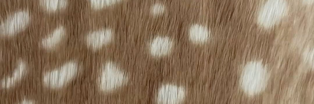 ‎૮₍ ˃̵͈᷄ . ฅ ₎ა banner