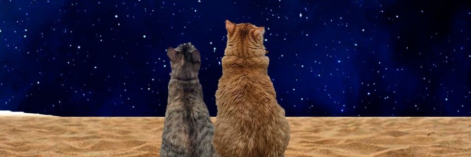 Luz_259's profile banner image