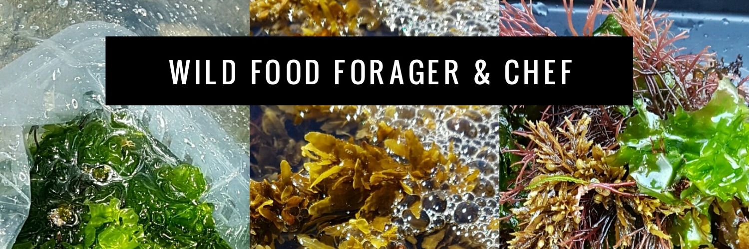 wildforageoz's profile banner image