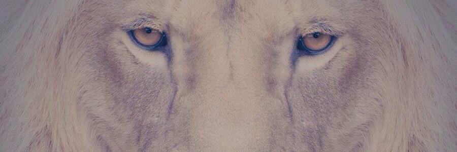 g_zally's profile banner image