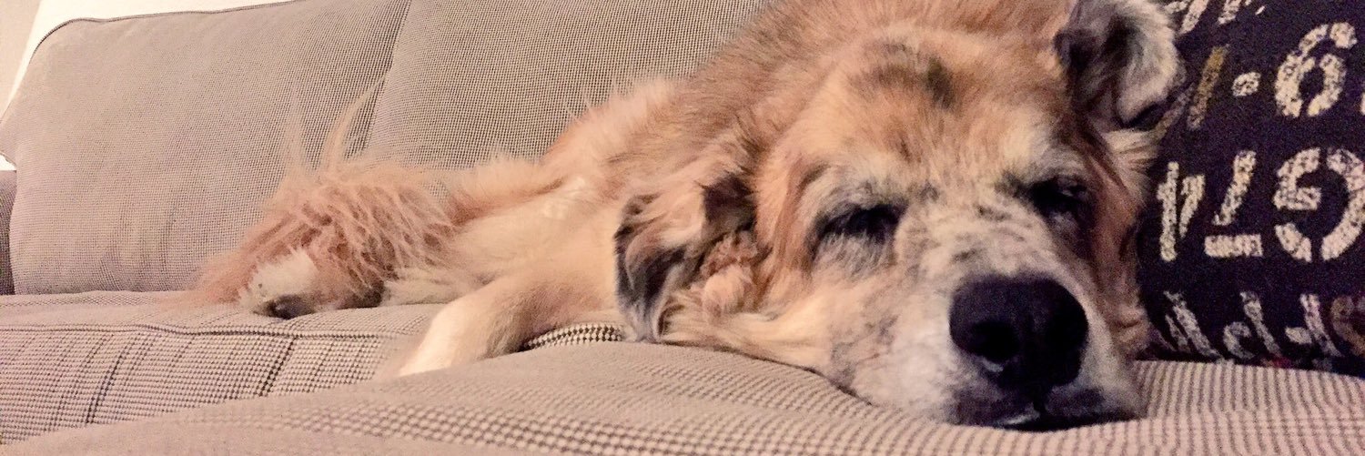 DenmanDogs's profile banner image
