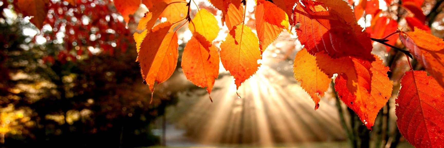 Phenology News banner