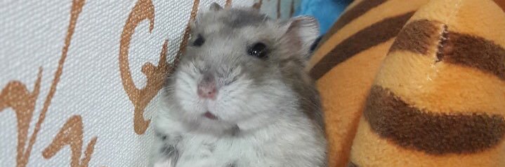 weiweiTS's profile banner image