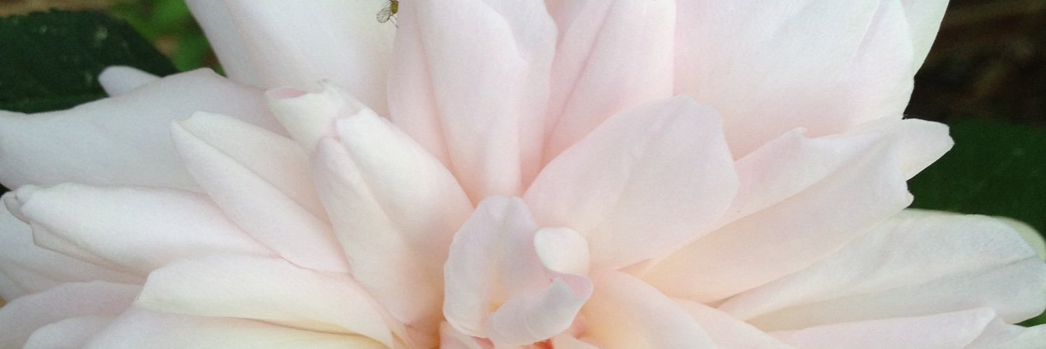 SpomenkaWeaver's profile banner image