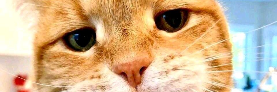 一二三木头人 banner