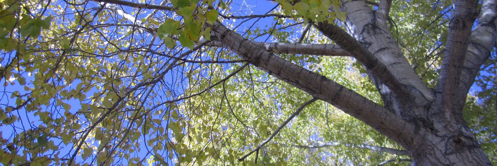 Ashley Paolinelli (Bieda) banner