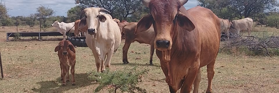 🇿🇦ETHNONATIONALIST GANGSTER(Epaulettes gang) banner