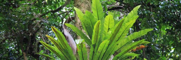 diefelcorr Profile Banner