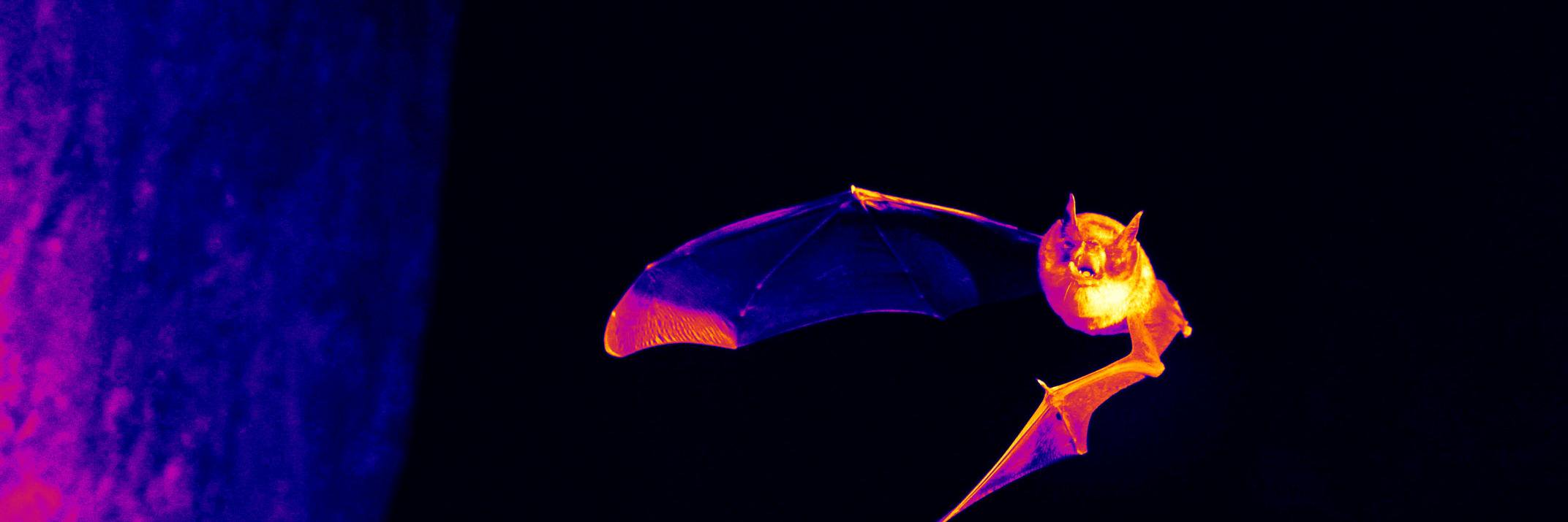 Amanda M. Adams banner