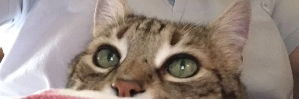 Kerronuz's profile banner image