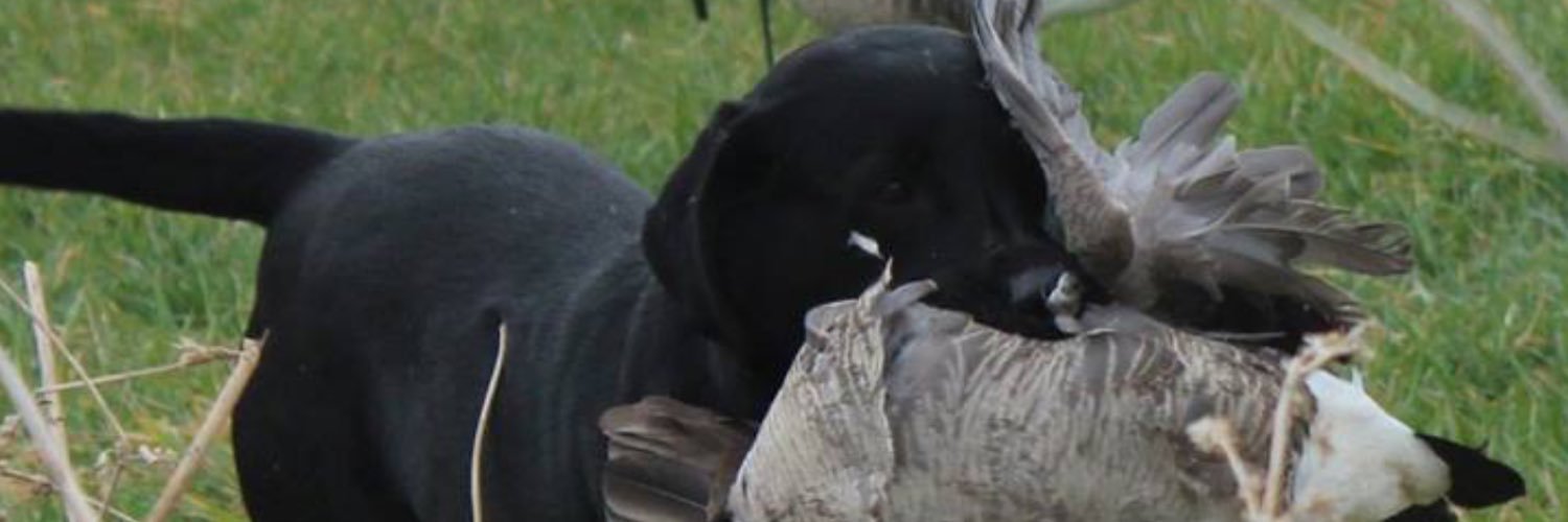 ChrisTaveau's profile banner image