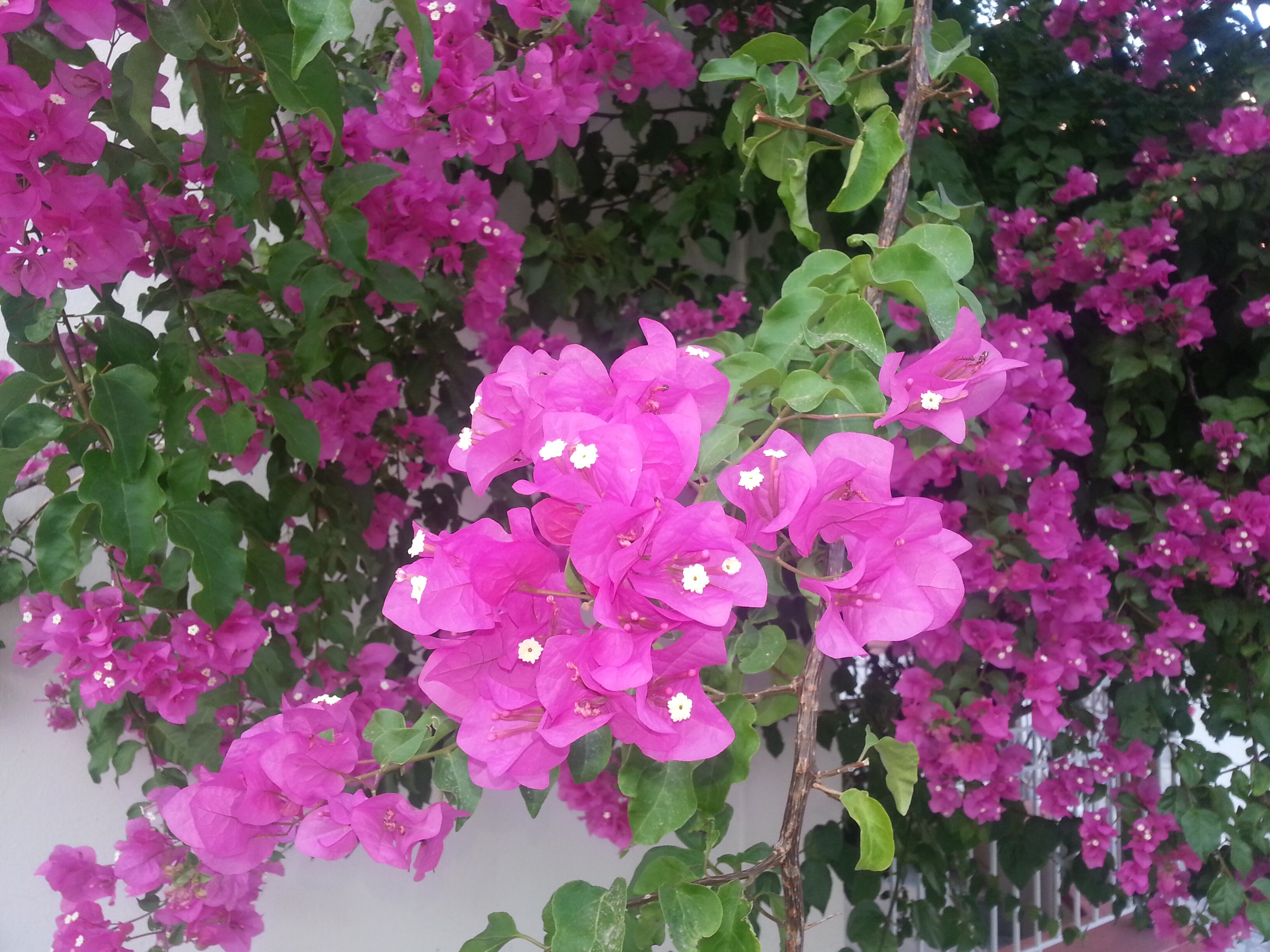 Linda Hurtig banner