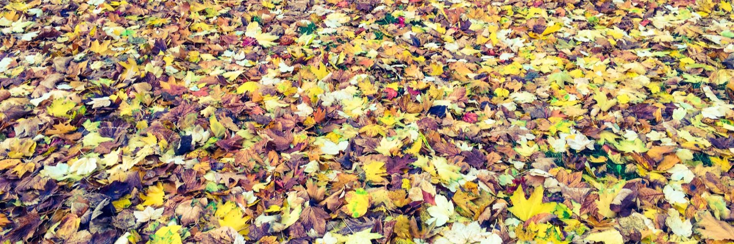 Simone Menezes banner