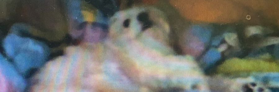 jean banner