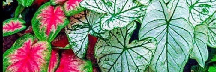 wingsa711's profile banner image