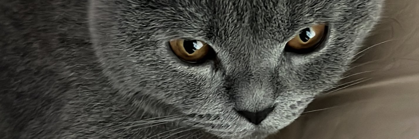 sananeabv's profile banner image