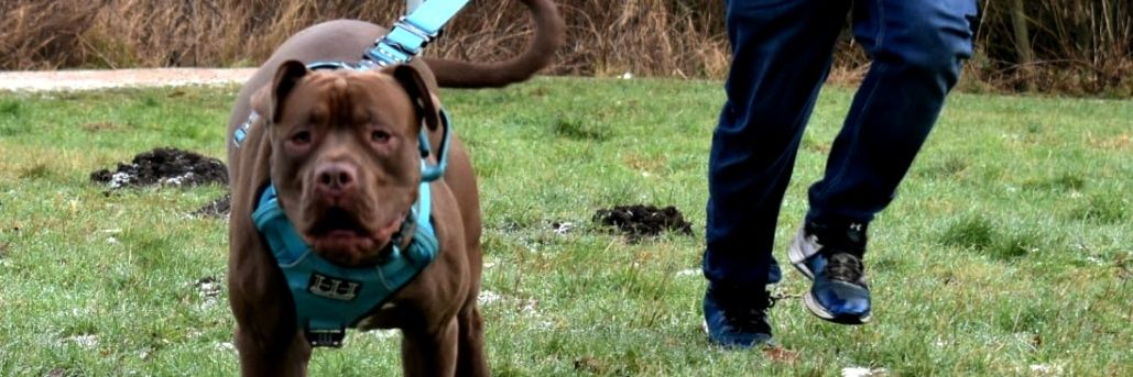 Mick Lapworth-Wright banner