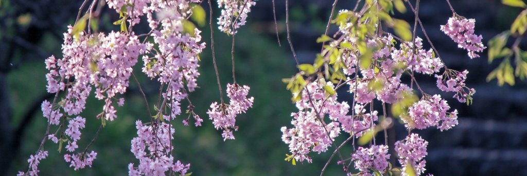 采藤 banner