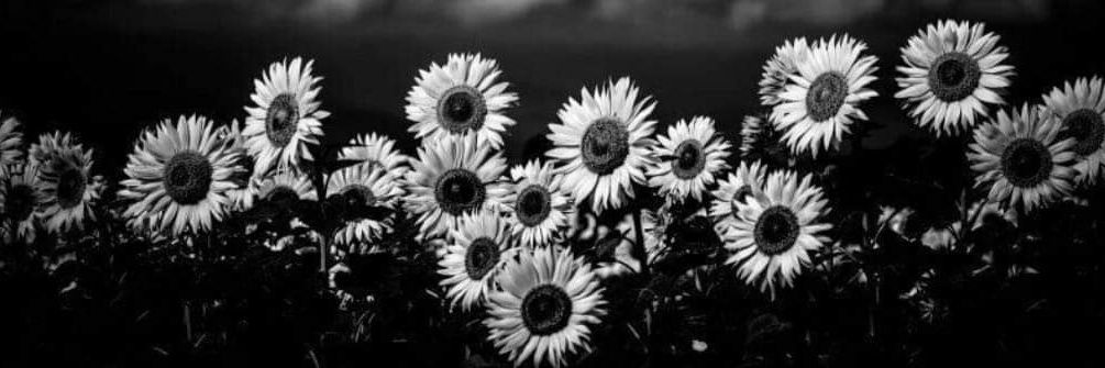 TheScriptGirl_'s profile banner image
