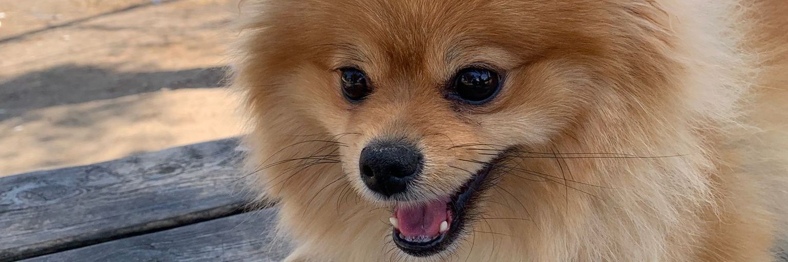 ysancheez_'s profile banner image