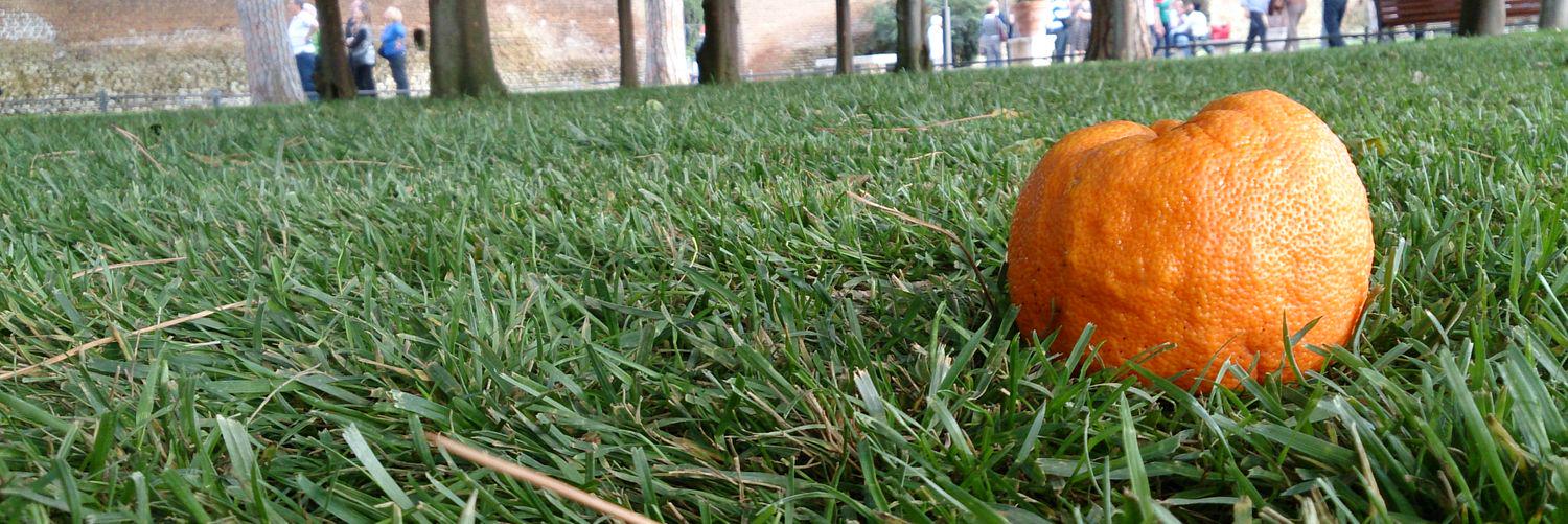 Daniel D'Andrea banner