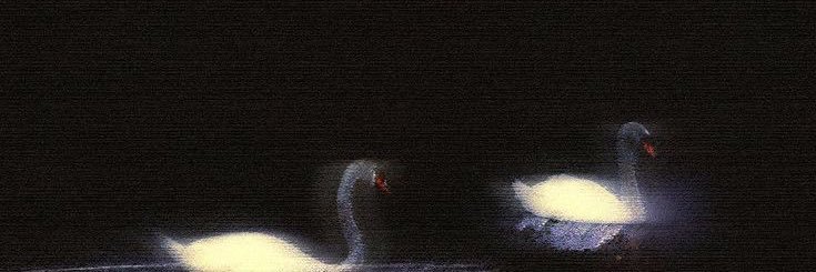 🦢 banner