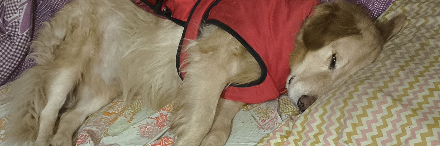 Silver or SilverF4NG banner