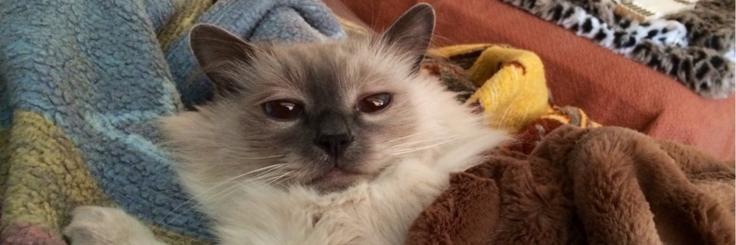 DagnyOne's profile banner image