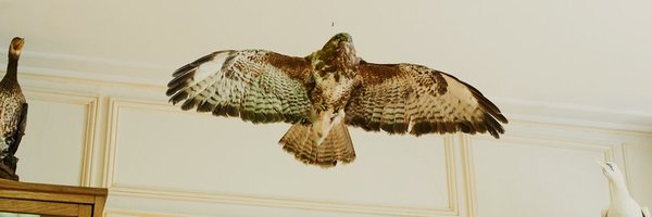 cyrilzed Profile Banner