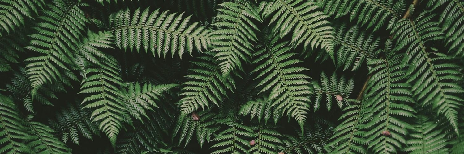 feless's profile banner image