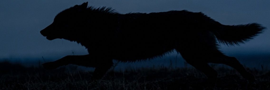 Tovulga's profile banner image
