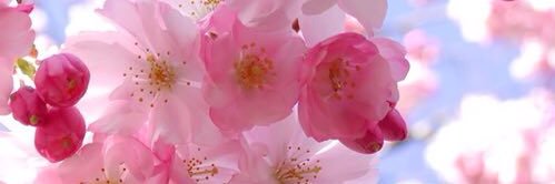 alisea_28's profile banner image