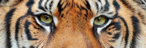 ekun_II Profile Banner