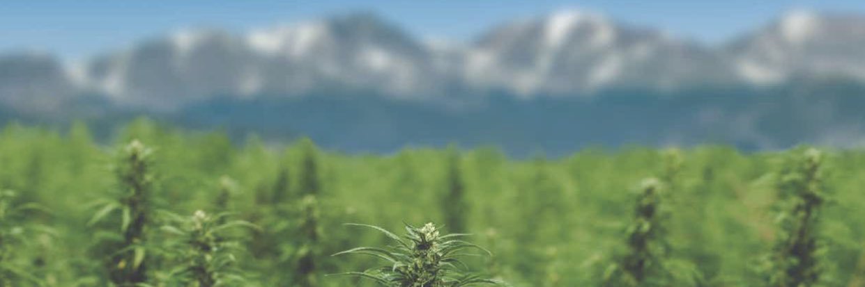 CBD Marketplace banner