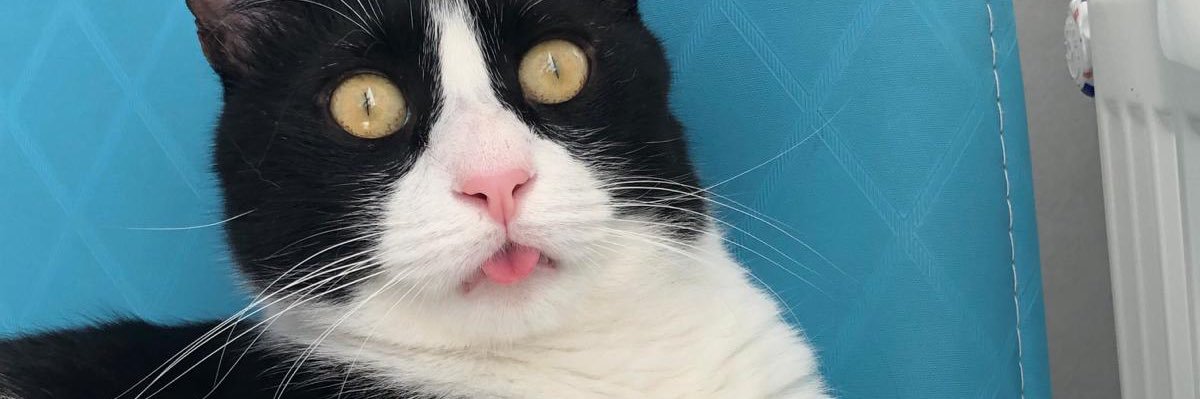 rupelda's profile banner image