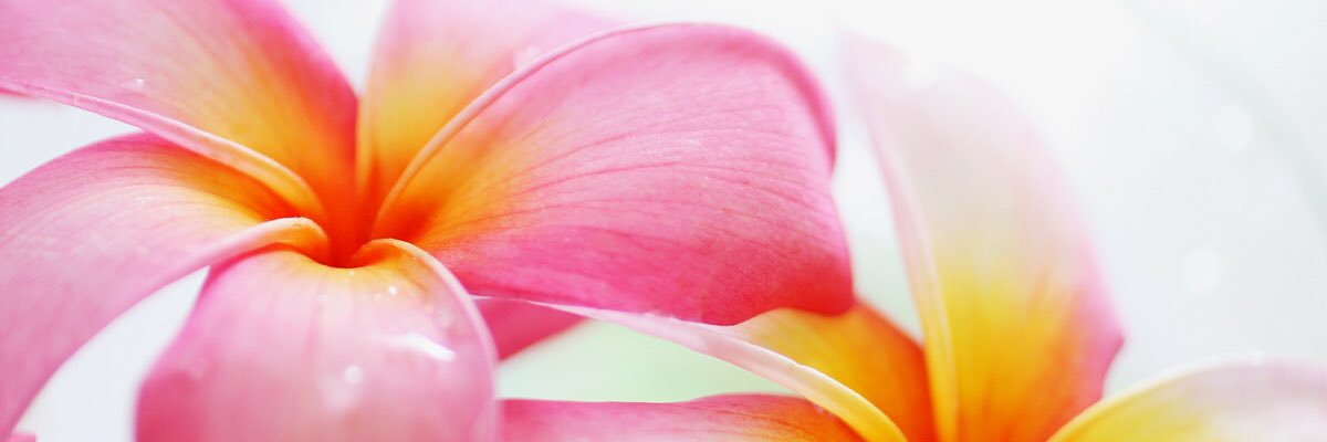 c_blossome's profile banner image