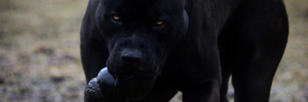 prestonlawe's profile banner image