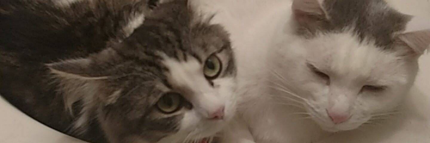 CatTurtle666's profile banner image
