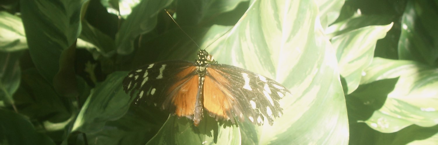 nicole 🥸🔻 banner