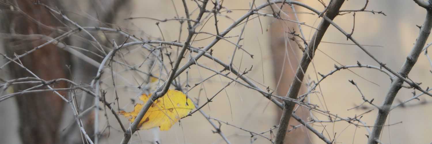 Sahar Hosseini's banner