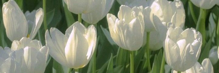 ainetaa22's profile banner image