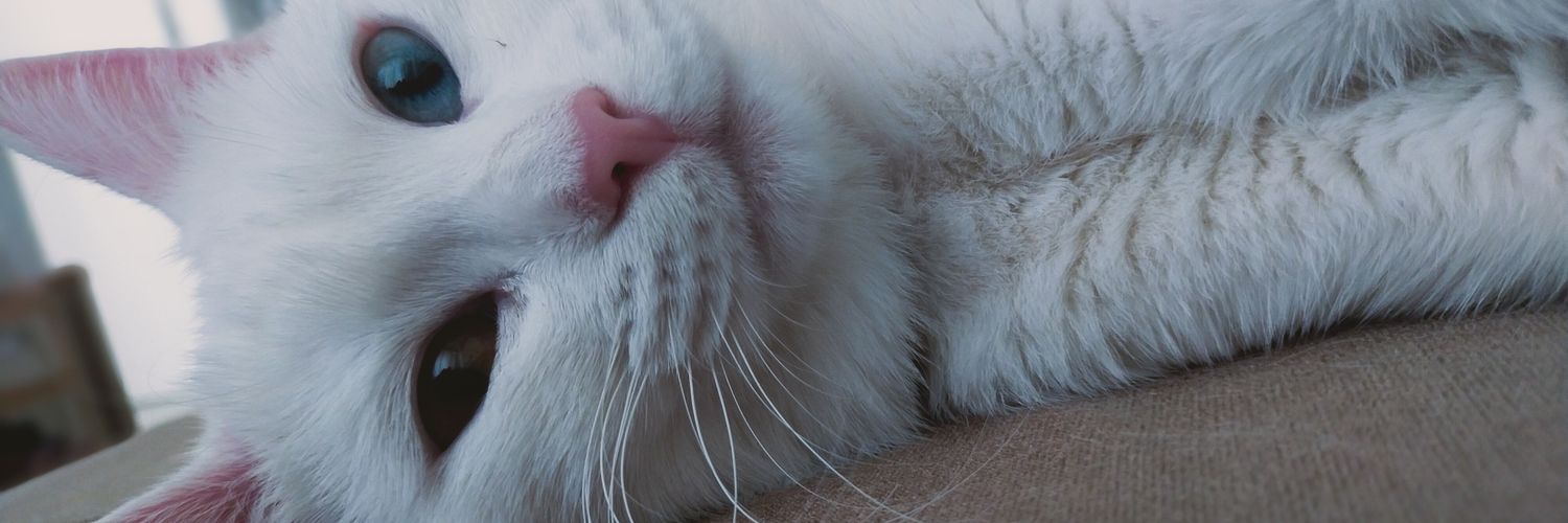 CemilePinarAkit's profile banner image
