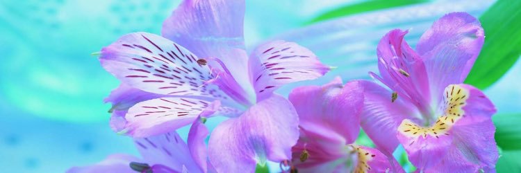 RylaBreeze's profile banner image